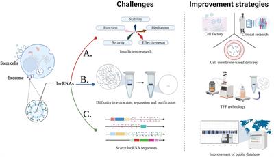 Advances in lncRNAs from stem cell-derived exosome for the treatment of cardiovascular diseases